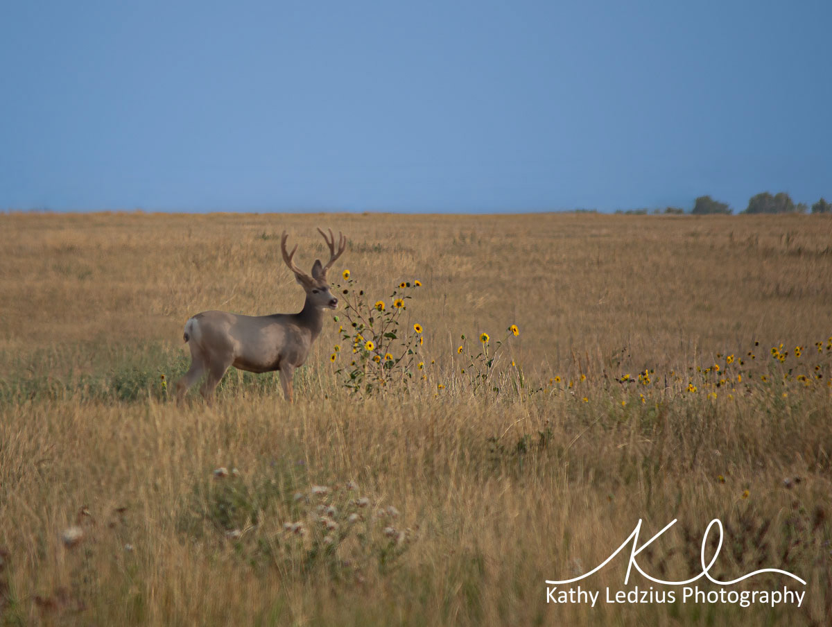 Buck