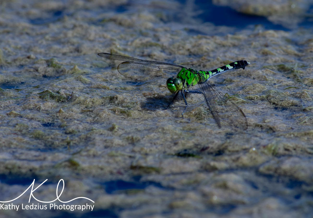 Green Dragonfly
