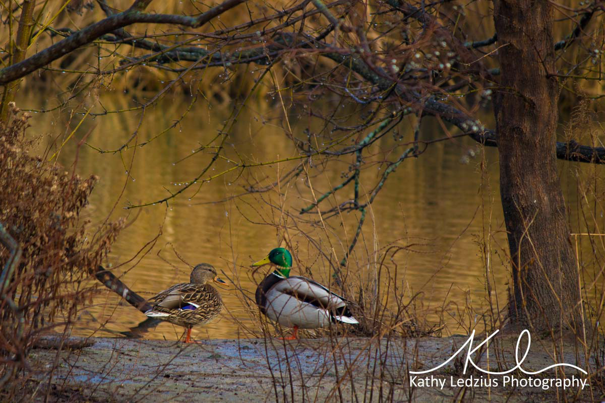 Mallards at Golden Pond