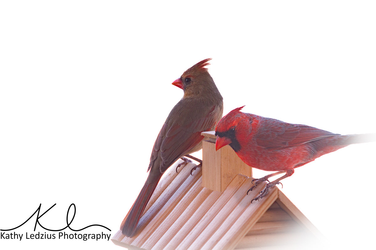 Rooftop Cardinals
