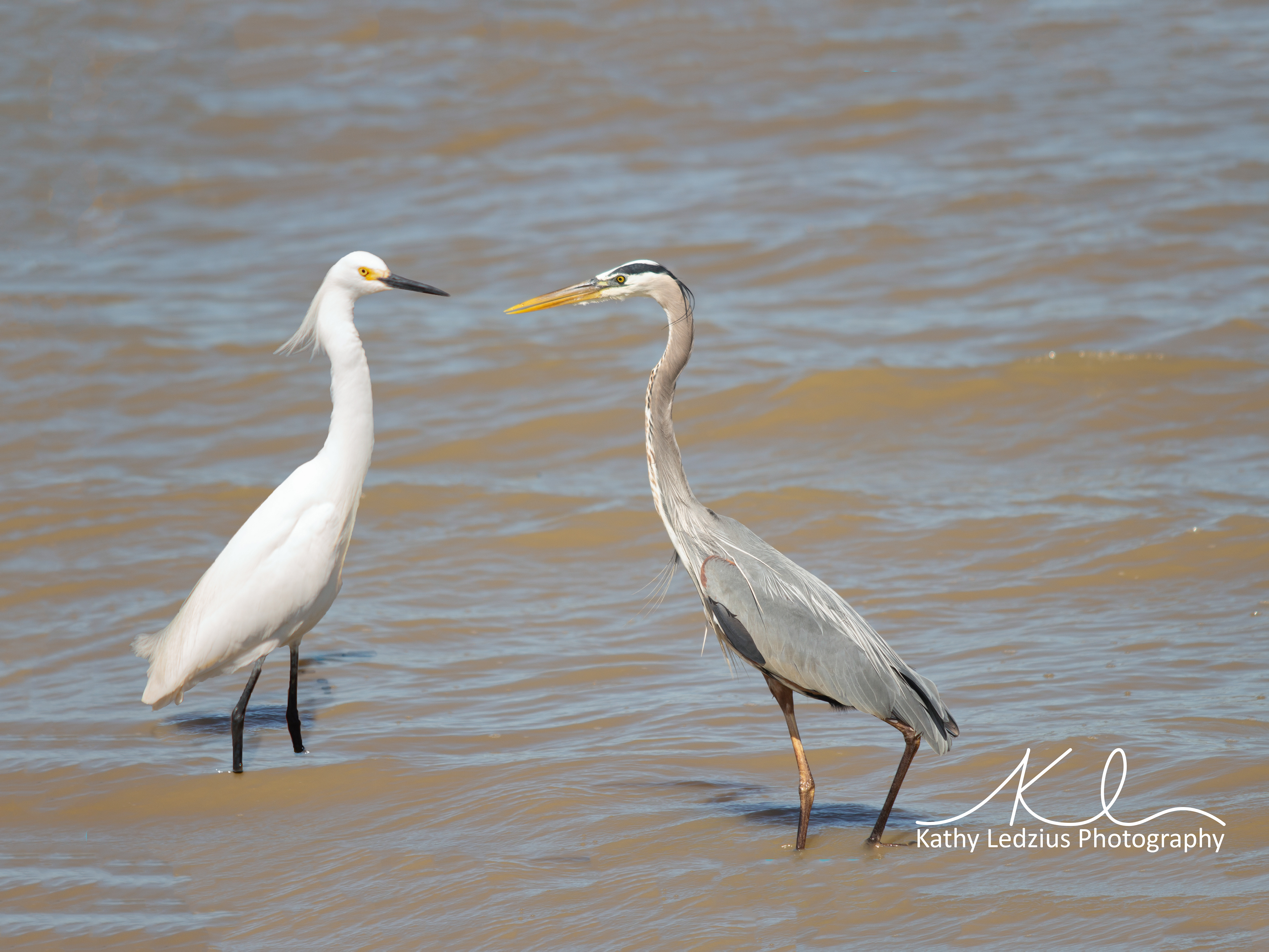 Egret Meets Heron