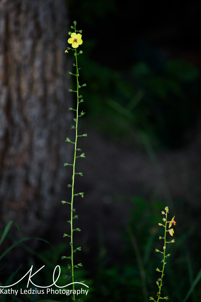 Moth Mullein