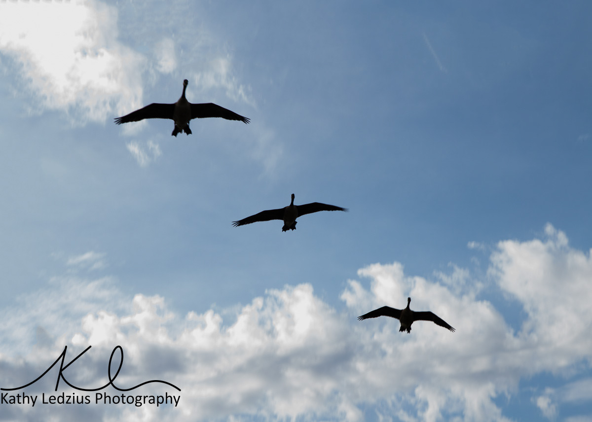 Canadian Geese