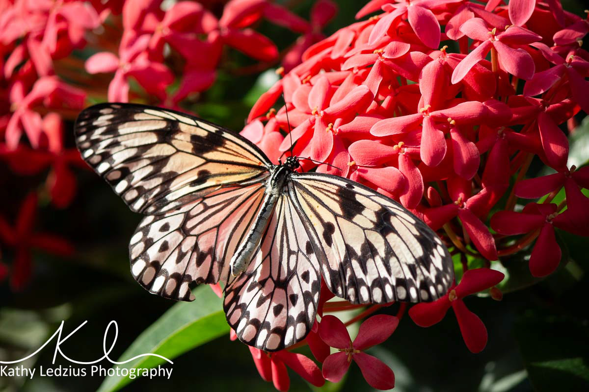 Paper Kite Butterfly on Pink