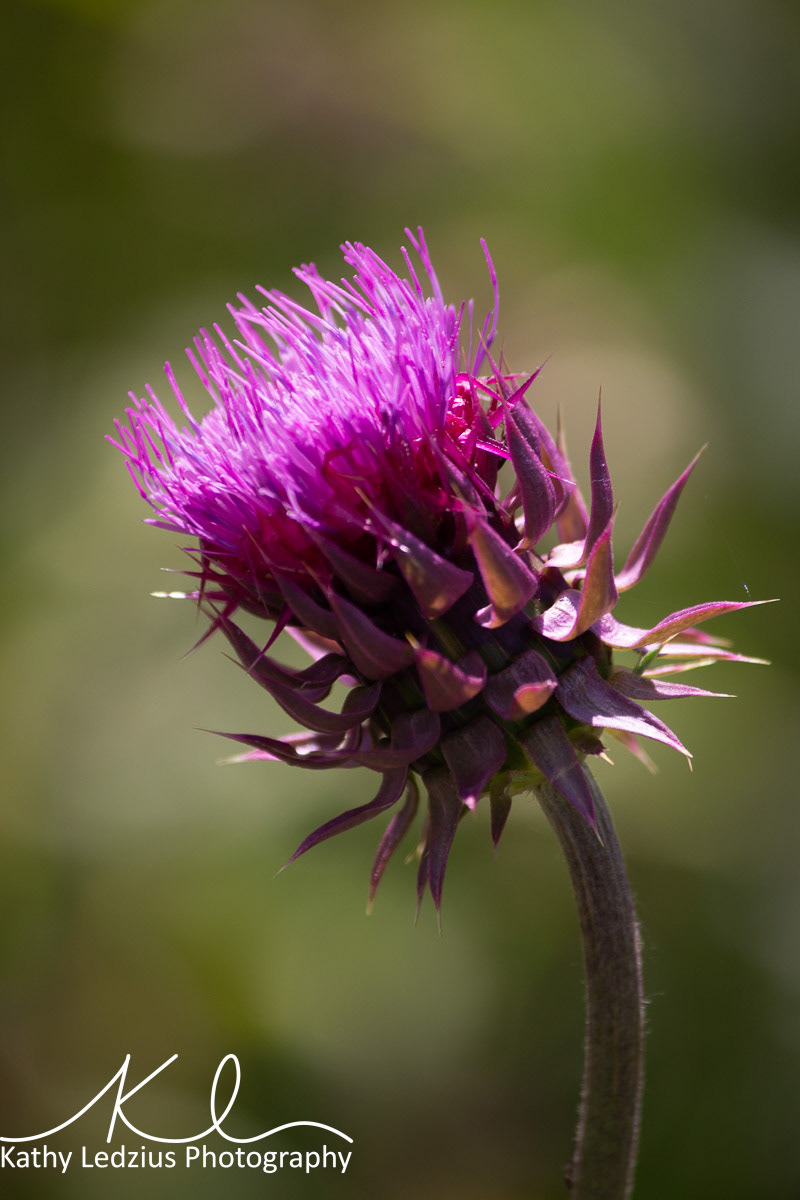 Flower of Scotland
