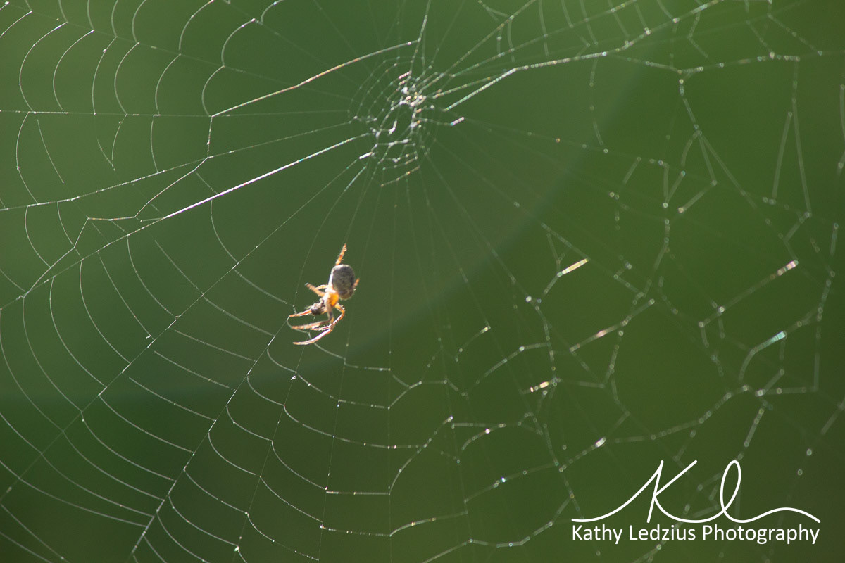 The Webmaster