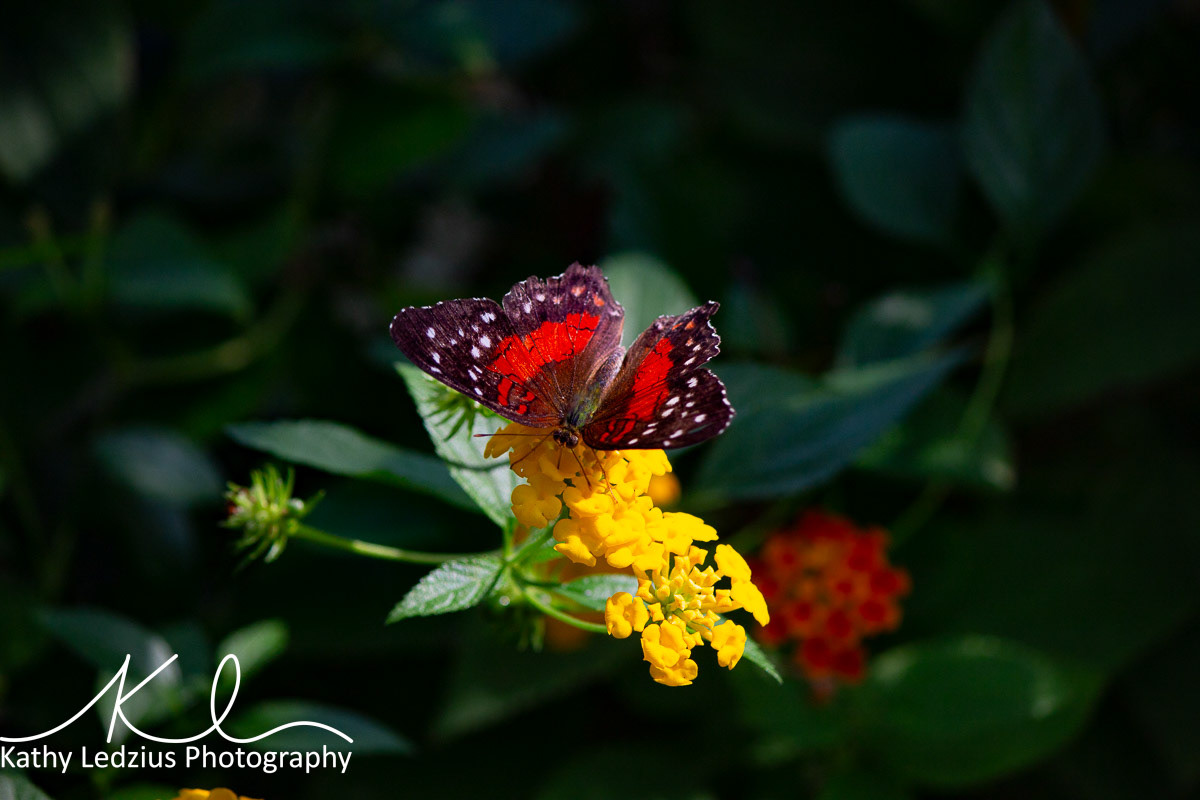 Scarlet Peacock Butterfly