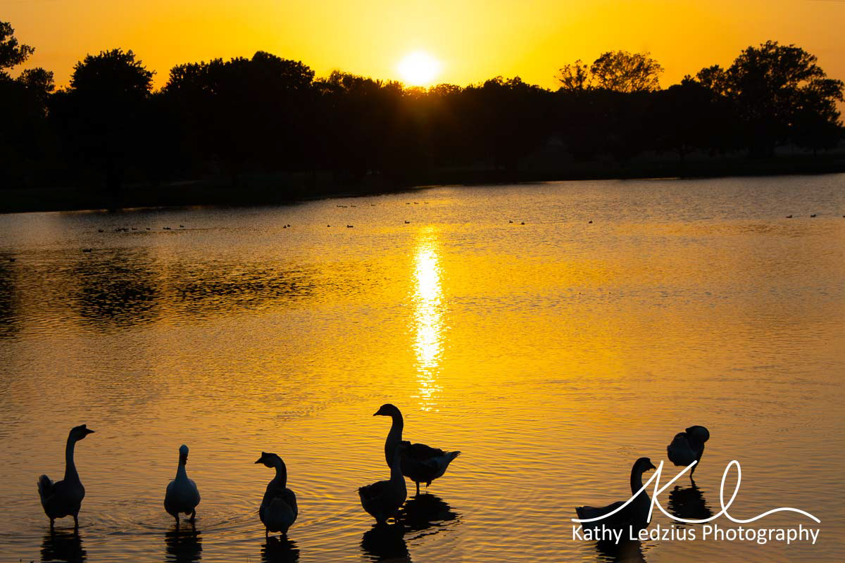 Sunset on Pond