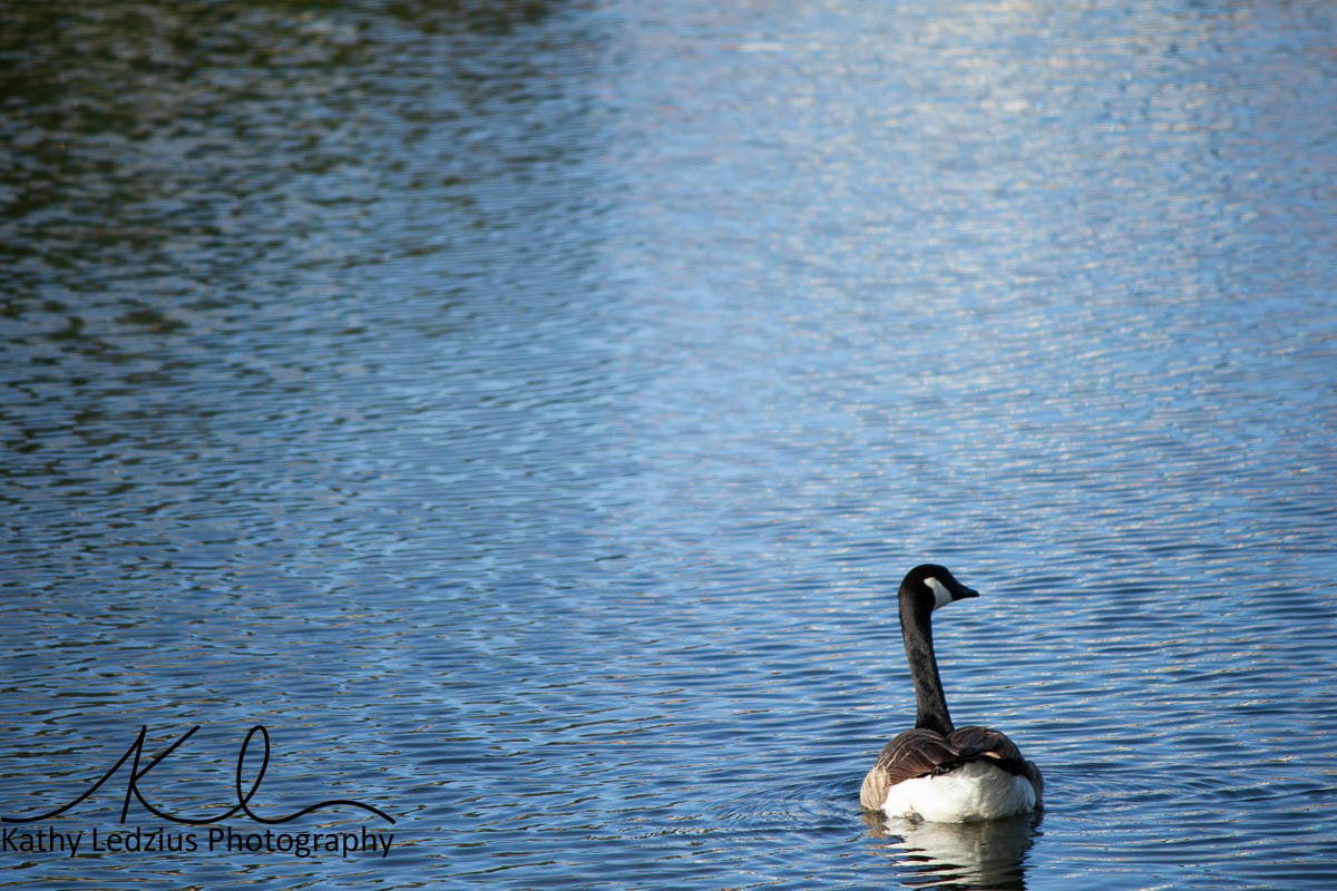 Canadian Goose