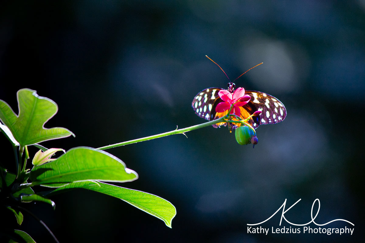 Spotted Tiger Glassywing