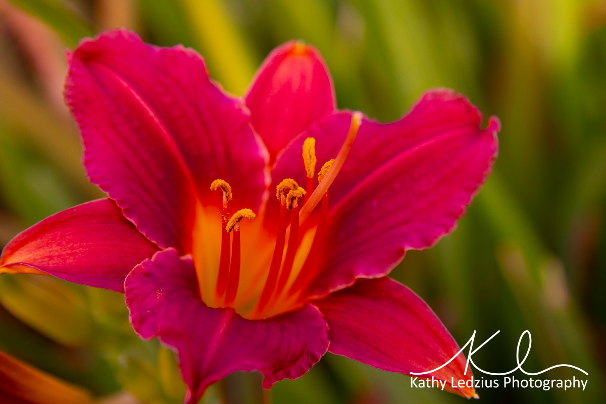 Daylily
