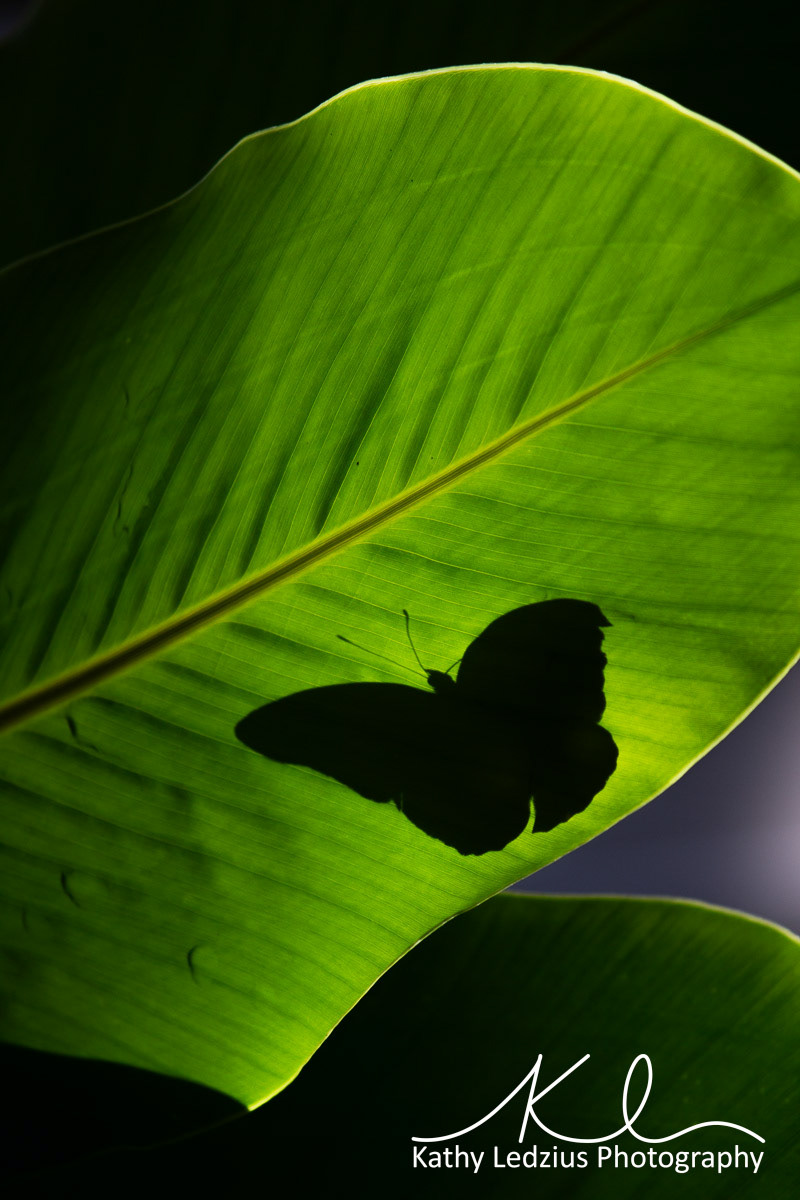 Shadow of Butterfly