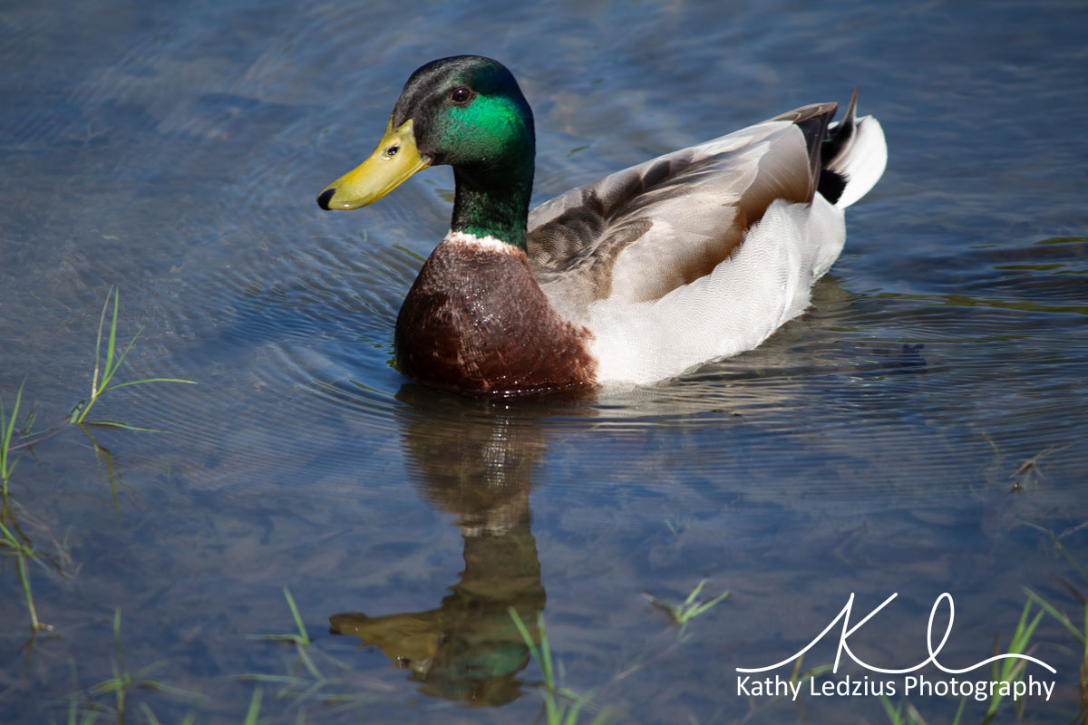 Male Mallard