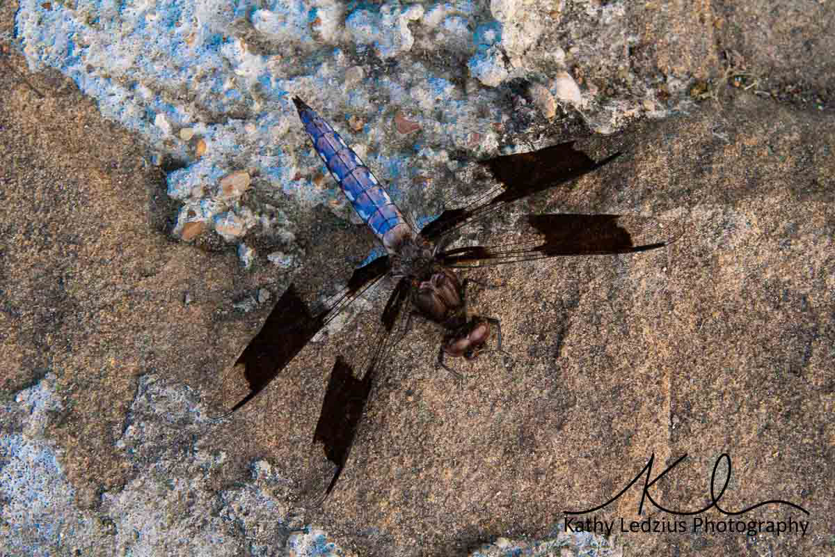 Black Wings Dragonfly