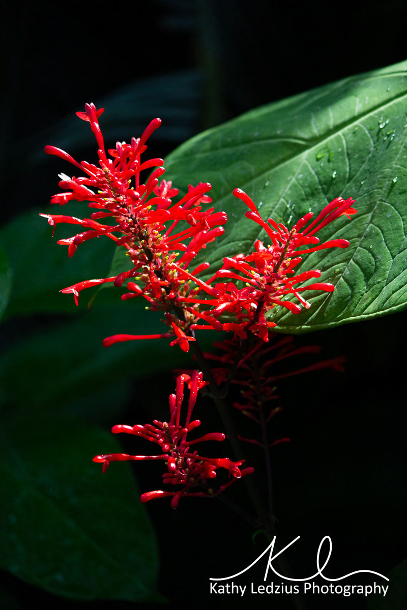 Scarlet Firespike
