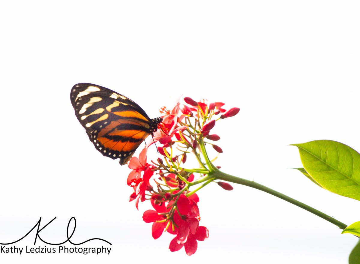 Isabella Tiger Butterfly