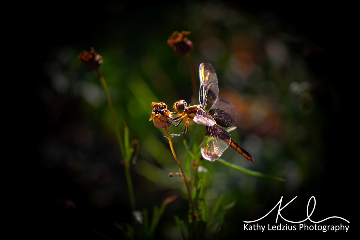 Sparkling Dragonfly