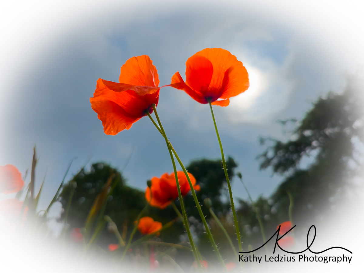 Georgetown Poppies