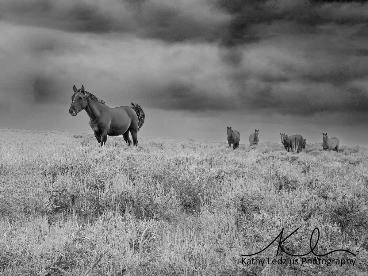 Wild & Free