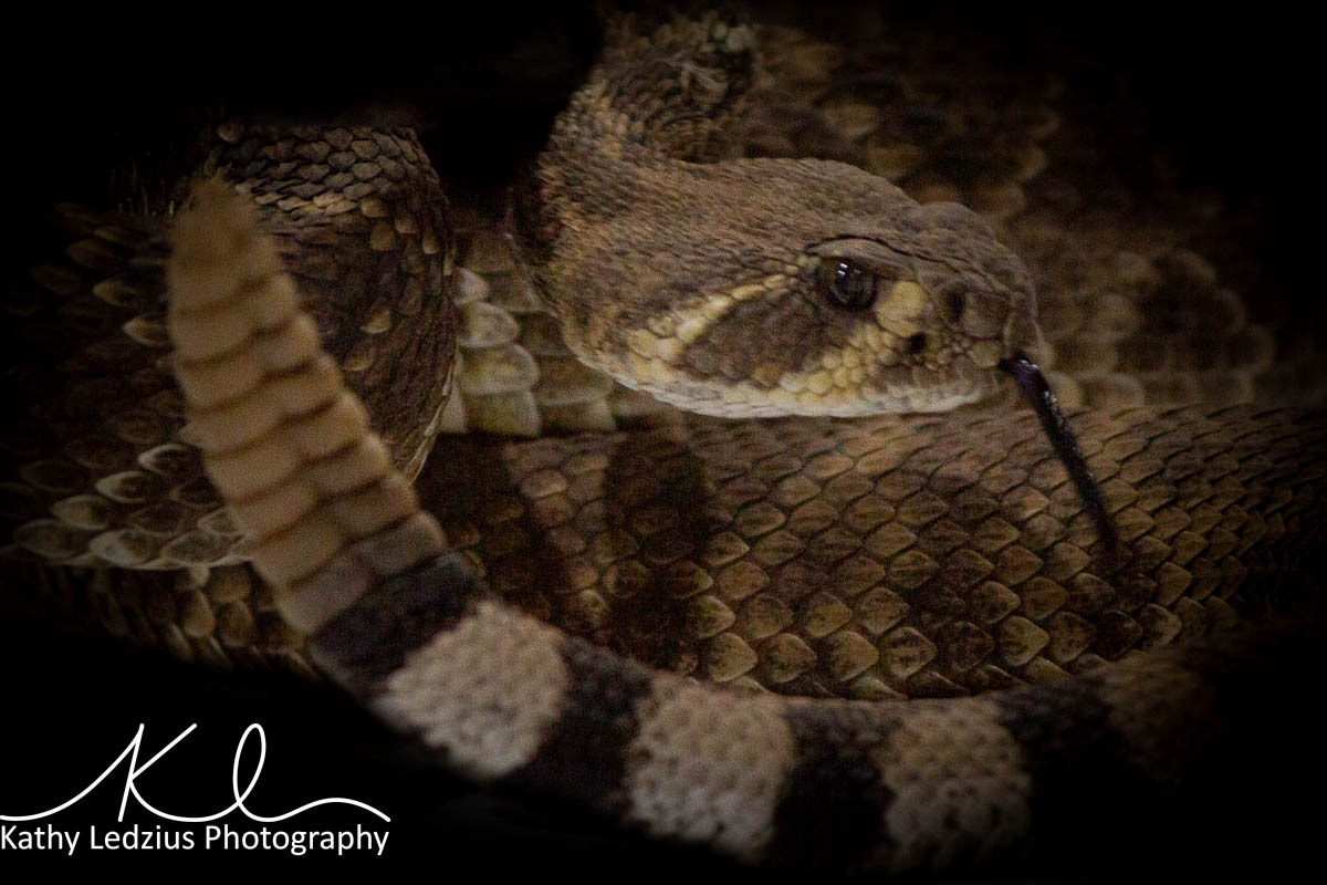 Texas Rattler