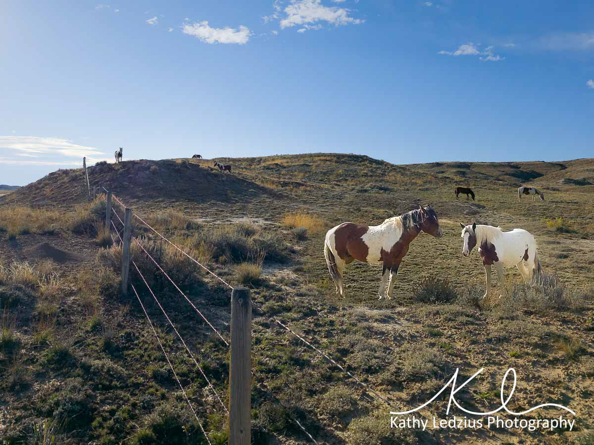 Mustangs on the Wild Side