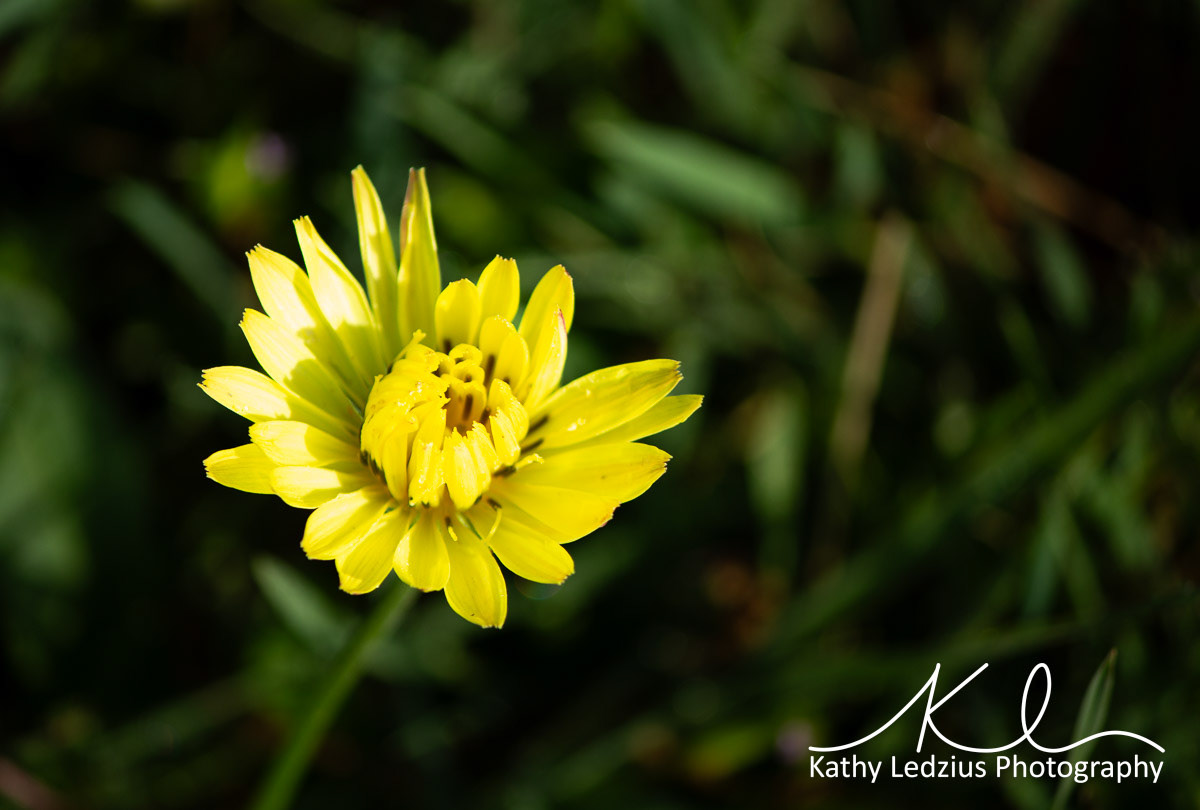 Desert-Chicory
