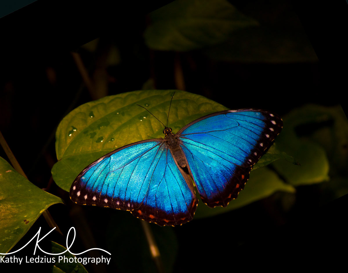 Blue Morpho Butterfly