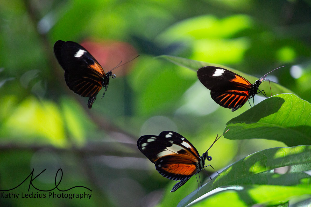 Orange Postman Butterflies
