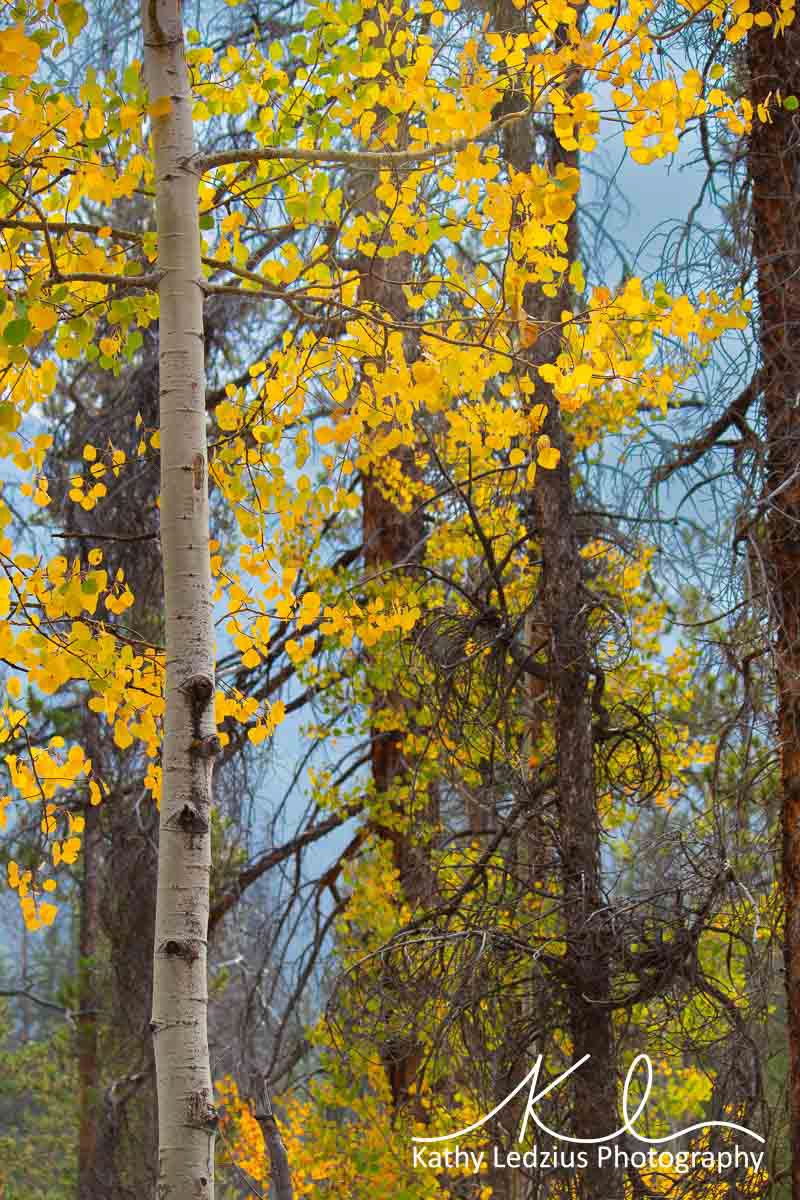 Aspens