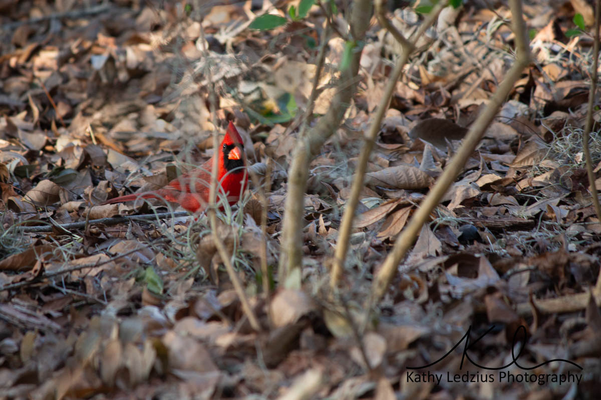 Shy Cardinal