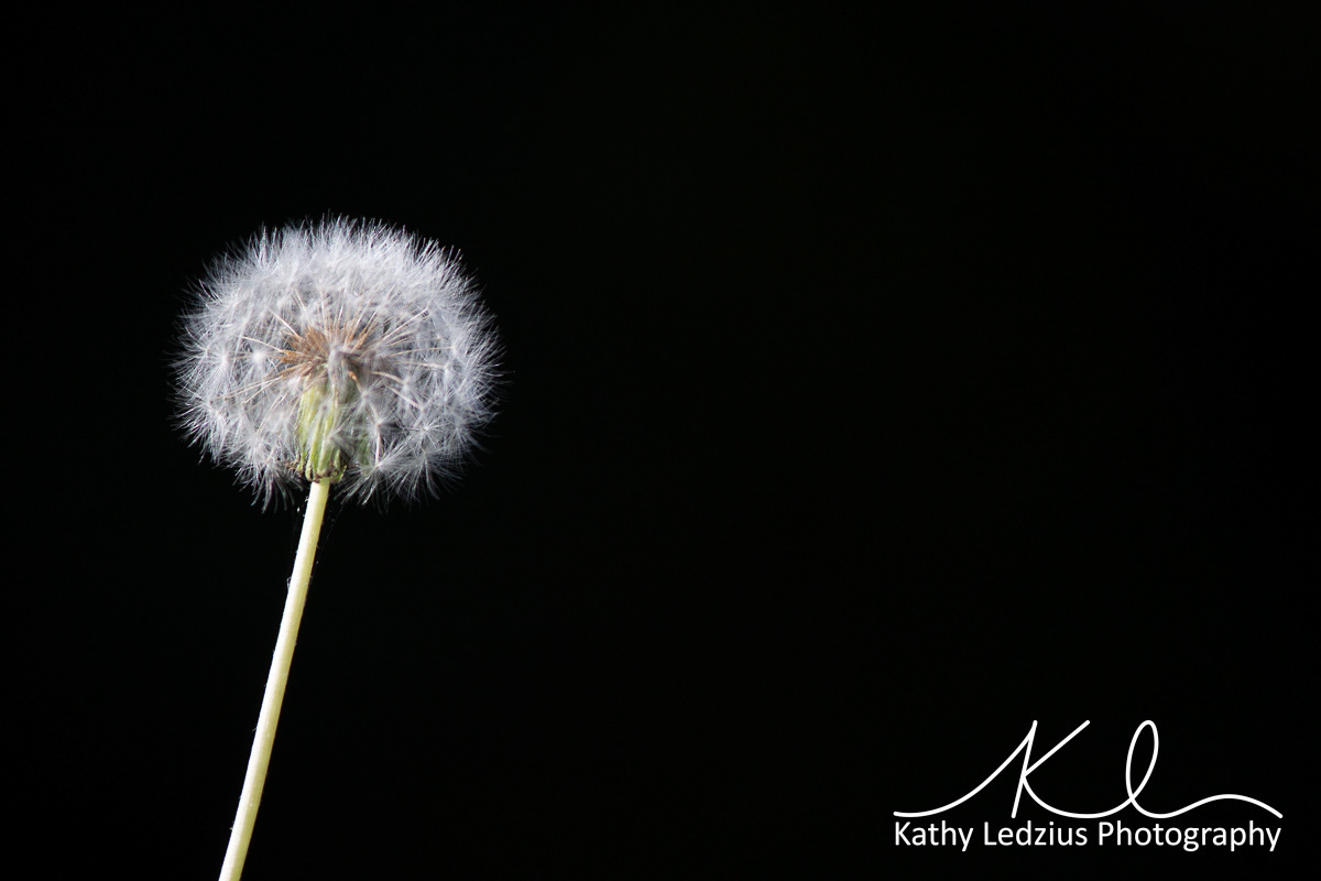 Dandelion Fluff