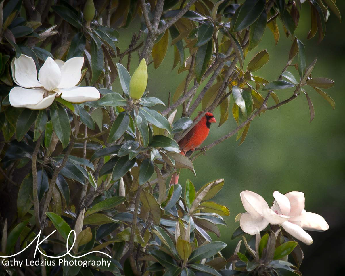 Cardinal in Magnolia Tree