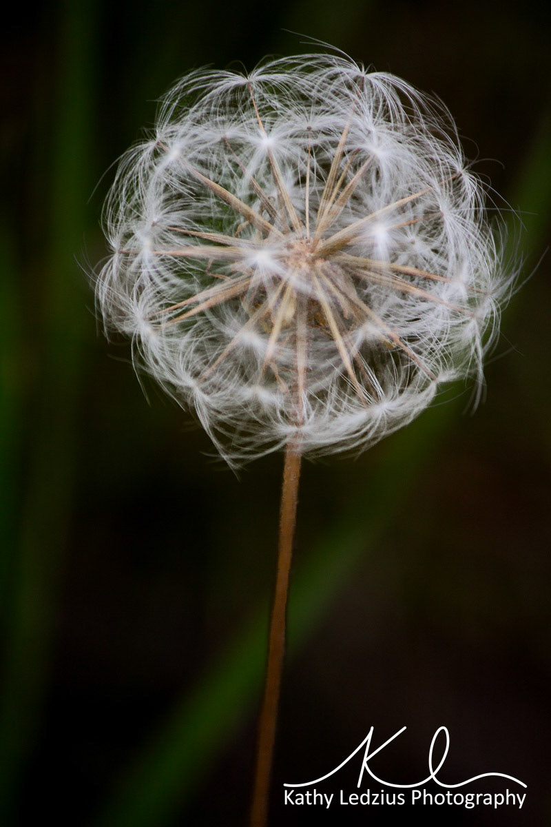 Make a Wish