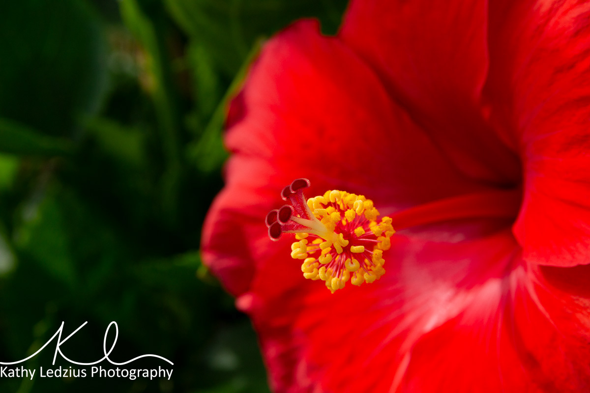 Red Hibiscus