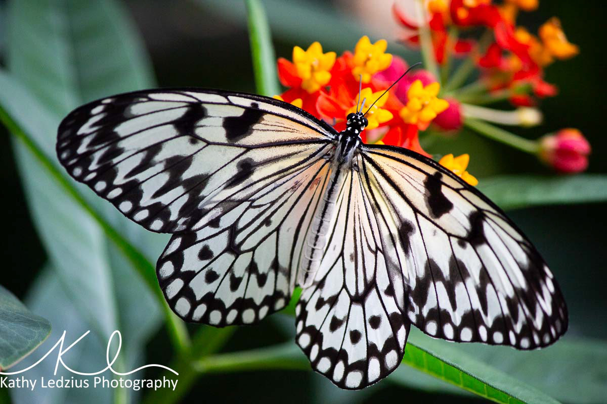 Paper Kite Butterfly on Orange