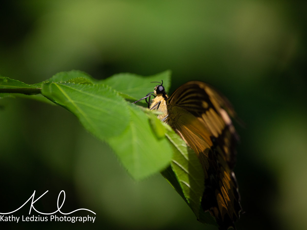 Tiger Swallowtail