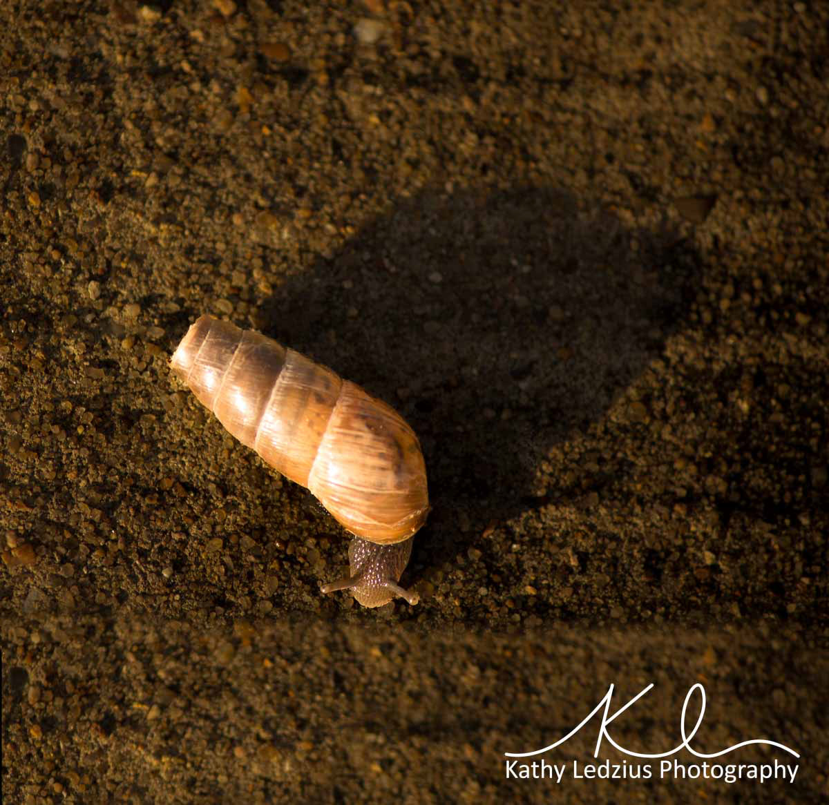 Snail in Shell
