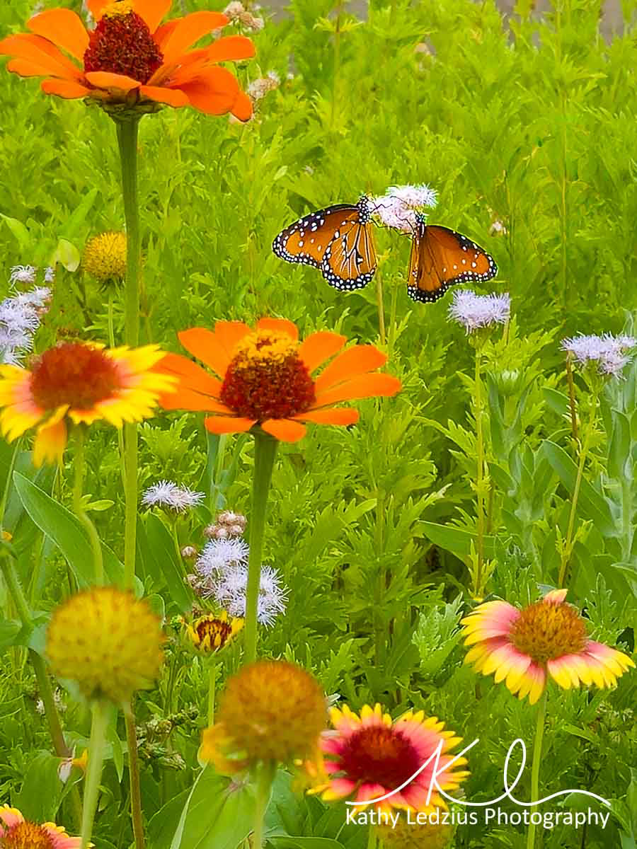 Butterfly Garden