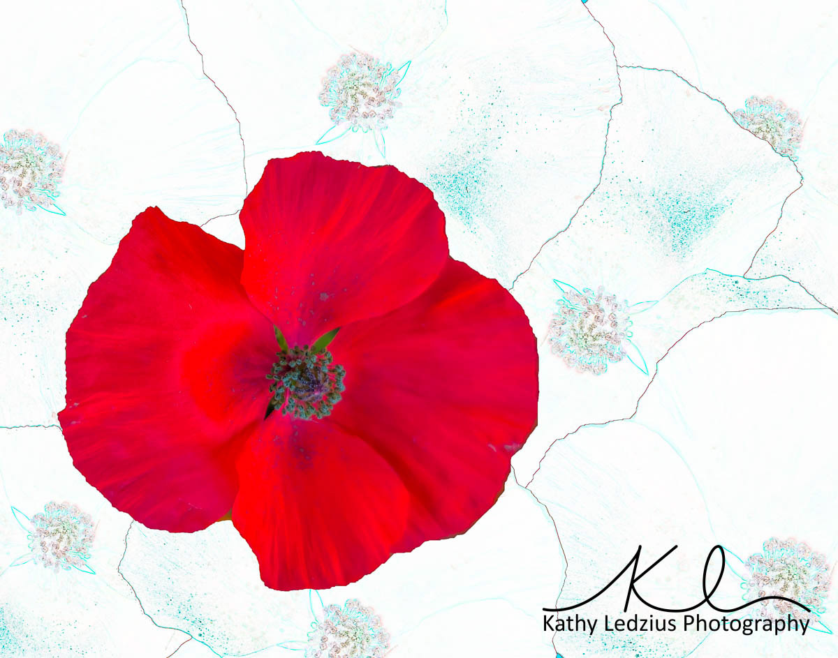 Poppy