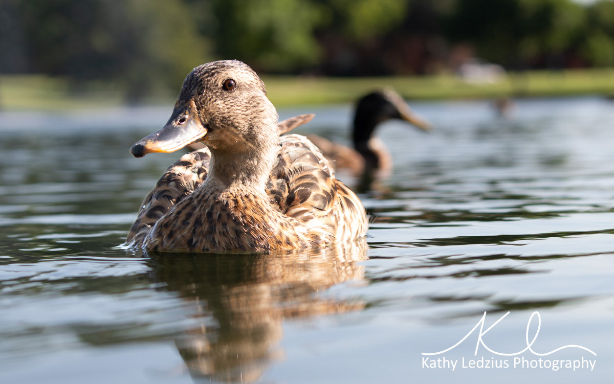 Female Mallard