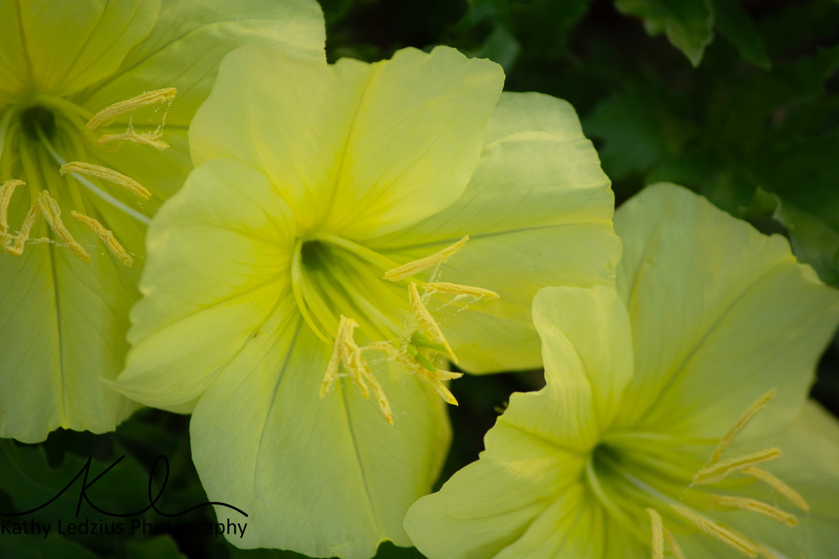 Evening Primrose