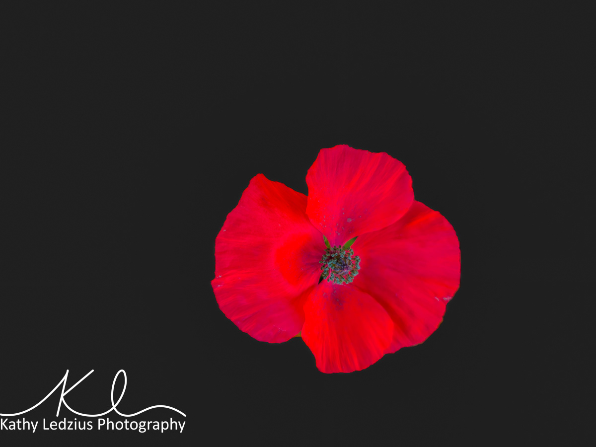 Poppy on Black