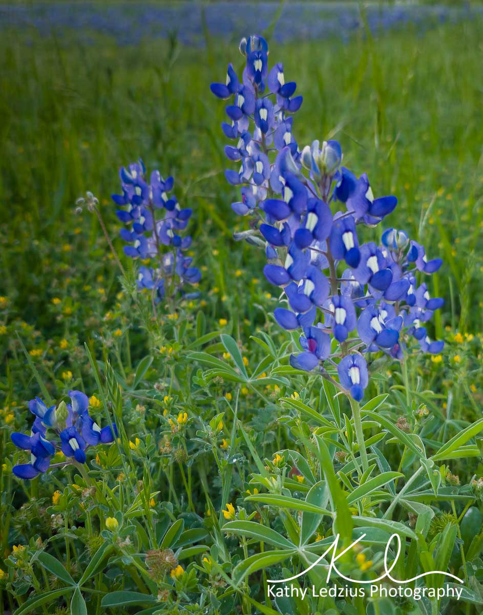 Texas Bluebonnets