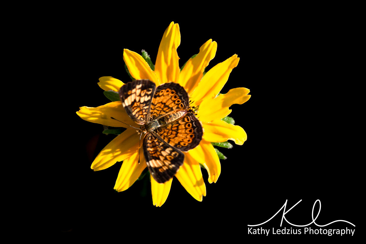 Phaon Crescent Butterfly