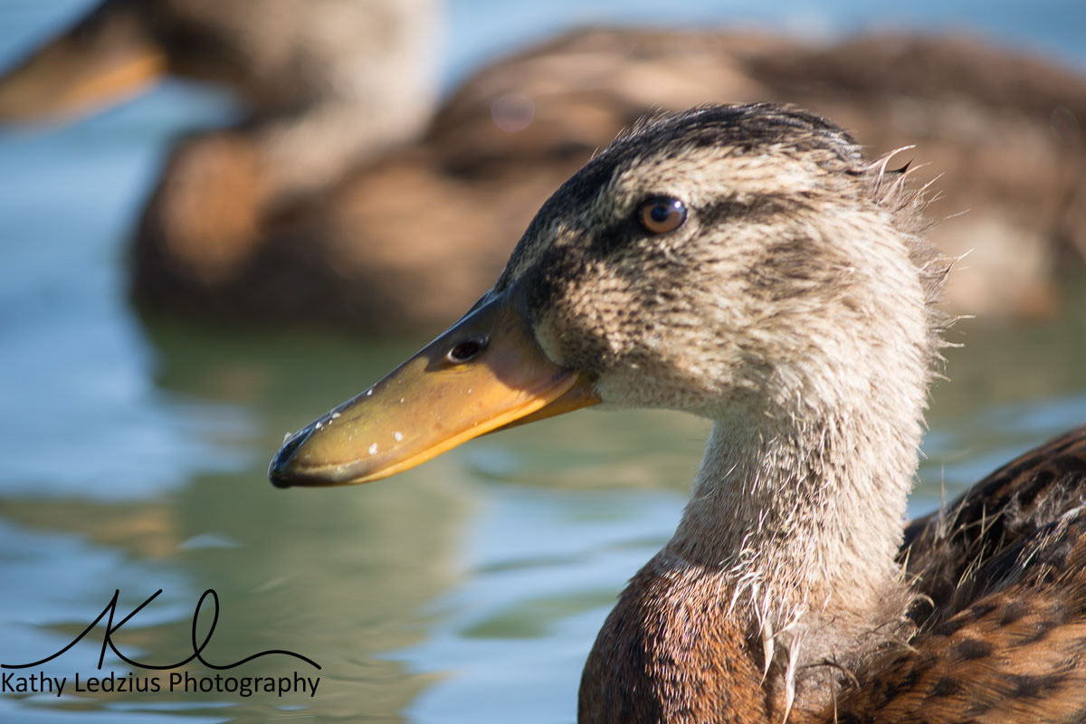 Female Mallard Closeup