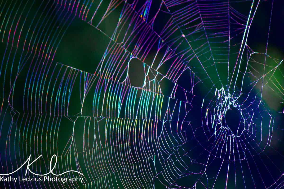 Rainbow Web