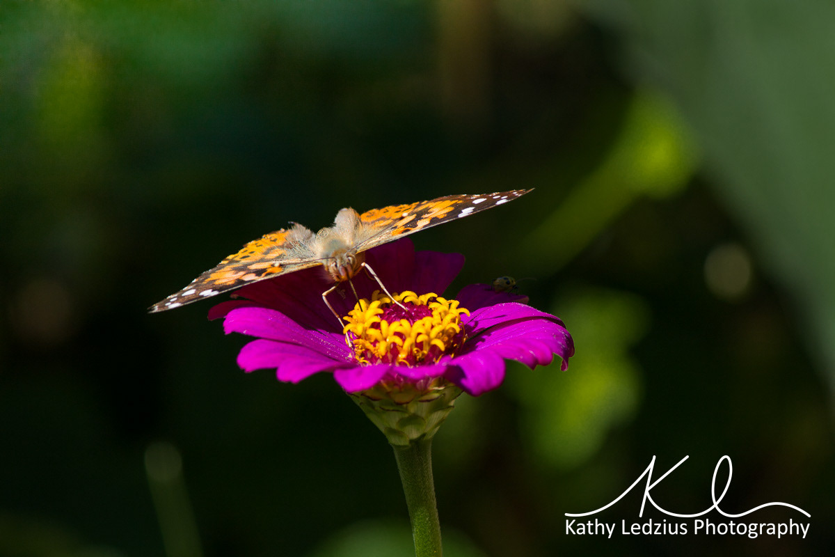 Painted Lady Butterfly