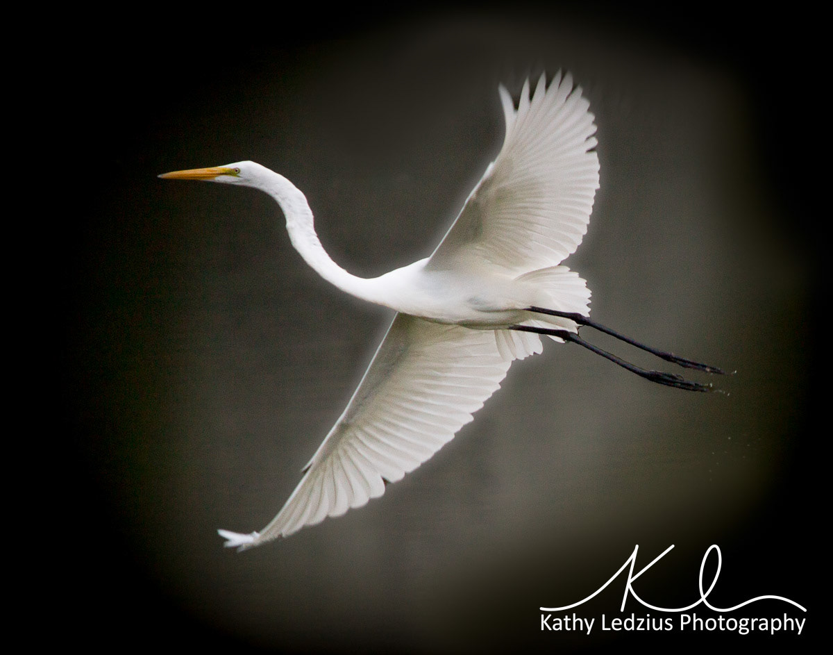 Great Egret