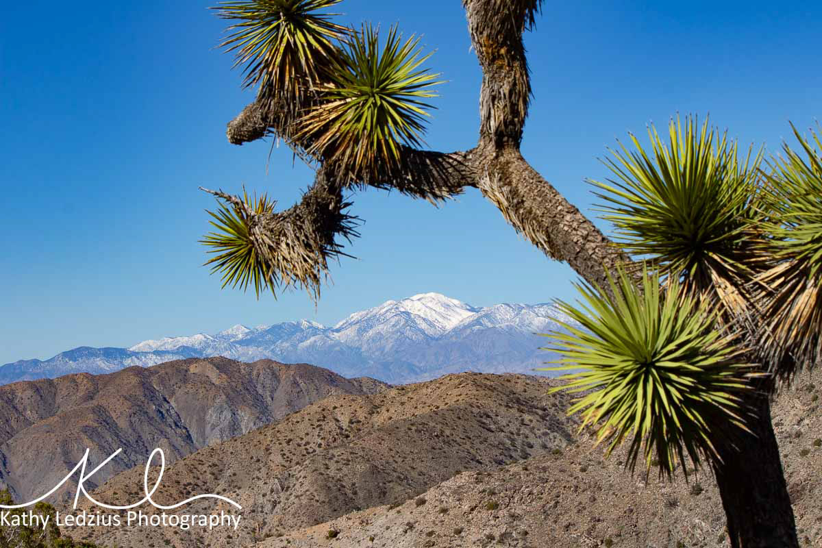Joshua Tree