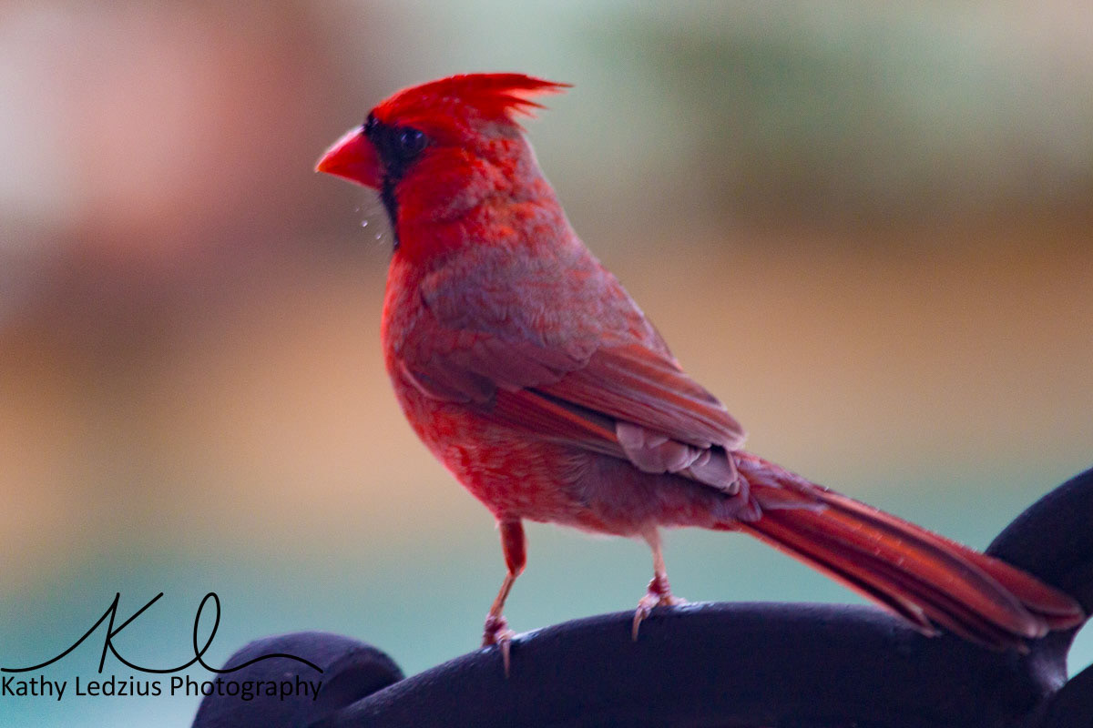 Male Cardinal
